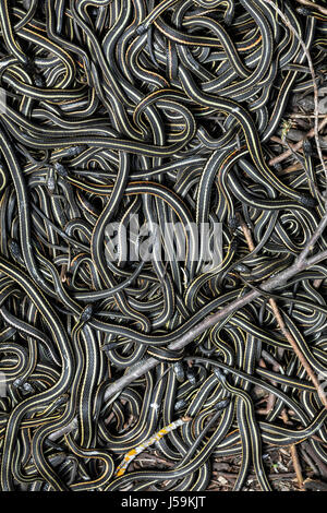 View of snakes pit Stock Photo - Alamy