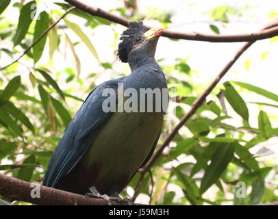 Closeup of a tropical African Great blue turaco (Corythaeola cristata) in a tree. Stock Photo