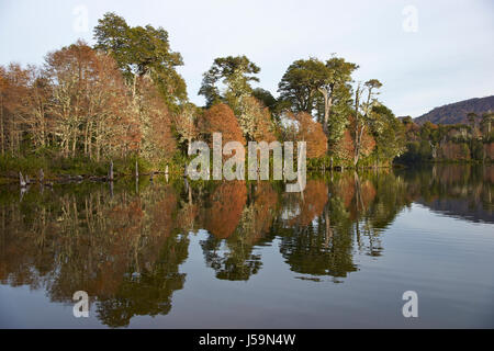 Trees in autumn foliage reflected in the still waters of Laguna Captren in Conguillio National Park in Araucania, southern Chile. Stock Photo