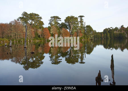 Conguillio National Park in Araucania, southern Chile. Trees in autumn foliage reflected in the still waters of Laguna Captren. Stock Photo