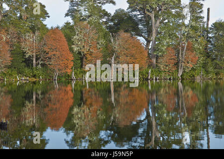 Trees in autumn foliage reflected in the still waters of Laguna Captren in Conguillio National Park in Araucania, southern Chile. Stock Photo