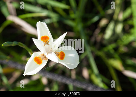 An african iris, dietes biocolor hybrid Stock Photo