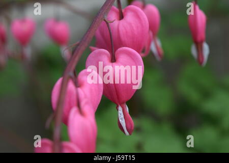 Bleeding Heart Flowers Stock Photo