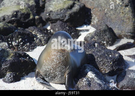 Sea Lion Cub Stock Photo