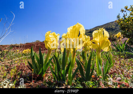 France, Herault, Liausson, Salagou lake, Crimean iris (Iris lutescens) Stock Photo