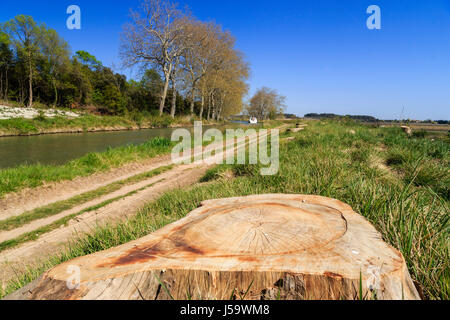 France, Aude, Ouveillan, remains of plane trees affected by canker stain (Ceratocystis platani) along canal du Midi Stock Photo