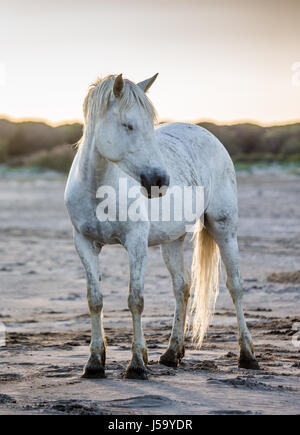 White Camargue horse standing on sand. Parc Regional de Camargue. France. Provence. An excellent illustration Stock Photo