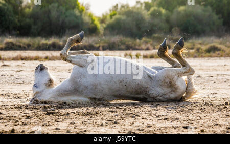 White Camargue horse lying on his back on the ground. Parc Regional de Camargue. France. Provence. An excellent illustration Stock Photo