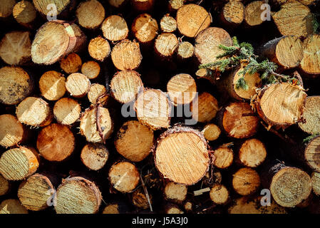 Piled cut tree trunks  on a sunny day, close-up background Stock Photo