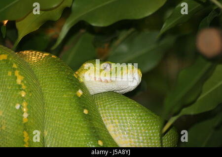 green snake Stock Photo