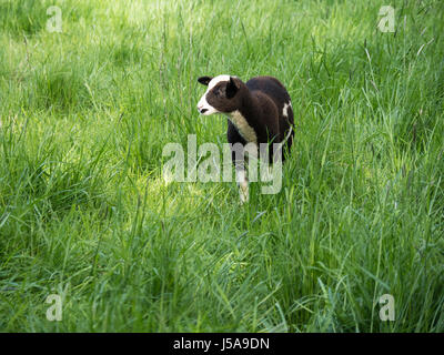 one young brown and white sheep standing on a green meadow in springtime Stock Photo