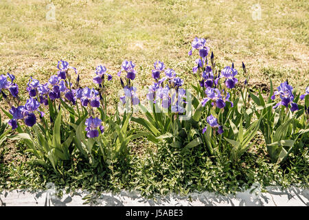 Blue irises flowerbed, copy space. Stock Photo