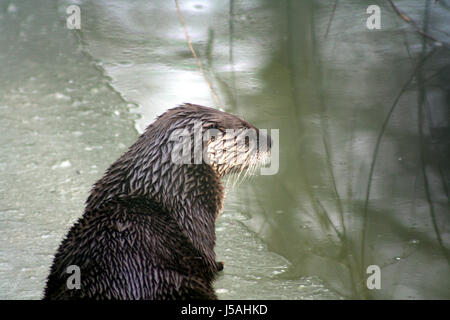 Fischmarder hi-res stock photography and images - Alamy