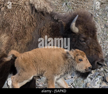 Close up of bison cow and calf walking side by side with heads together in Yellowstone National Park. A rocky hillside is in the background. Stock Photo