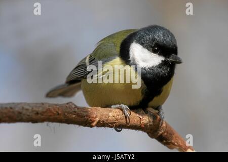 bird,birds,titmouse,great titmouse,singing-bird,bobolinks,titmice,kohlmeisen Stock Photo