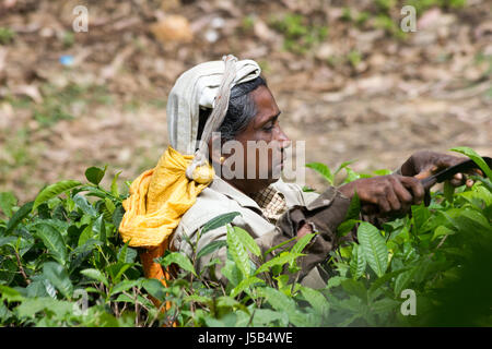 Woman tea picker in Ella, Sri Lanka