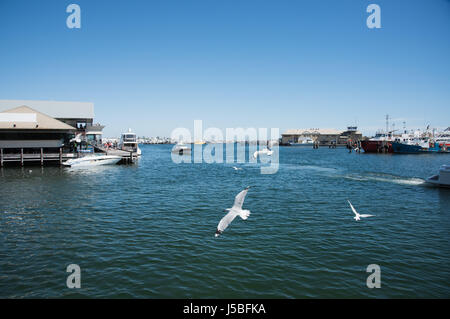 Speedboat, yacht and fishing boats in the Fishing Boat Harbour with sea gulls in flight and waterfront architecture in Fremantle, Western Australia. Stock Photo