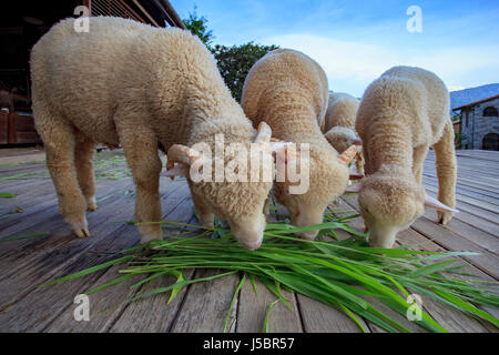 merino sheep eating ruzi grass leaves on wood ground of rural livestock  farm Stock Photo