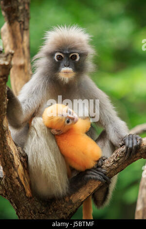 motherhood of Dusky leaf monkey, Dusky langur in southern of thailand Stock Photo