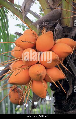 Coconuts hanging from the tree A bunch of yellow orange coconuts hang from the tree waiting for harvest time. Stock Photo
