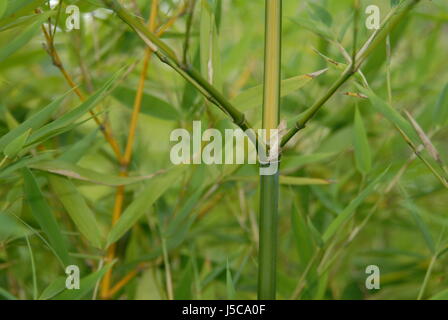 bamboo phyll. aurea flavescens inversa Stock Photo
