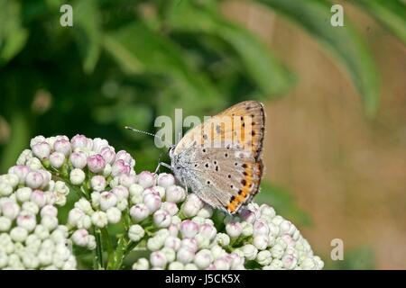 butterfly butterflies lycaena alciphron heodes alciphron violetter feuerfalter Stock Photo