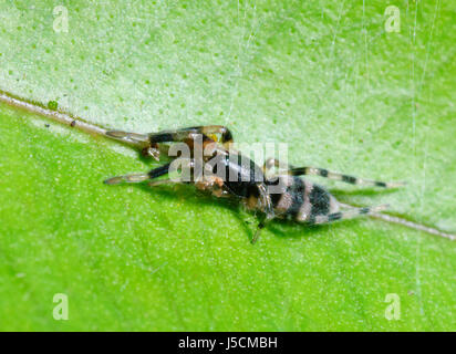 Immature White-tailed Spider (Lampona sp.), Kiama, New South Wales, Australia Stock Photo