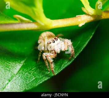 Cyclops Jumping Spider (Opisthoncus polyphemus), New South Wales, NSW, Australia Stock Photo