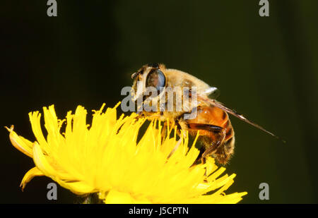 Drone Fly (Eristalis tenax), a bee mimic, is seen pollinating nectar of a yellow flowerhead, New South Wales, NSW, Australia Stock Photo