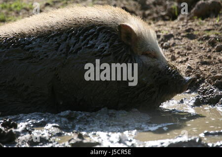 dirt mud dirty farm animal bristles mud bath bristly clay dig domestic pig pig Stock Photo