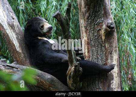 tree bear brown brownish brunette asia claws paws depend put sitting sit Stock Photo