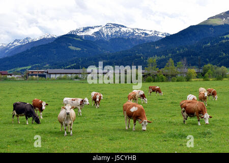 Cows in a meadow with Austrian Alps on background. Stock Photo