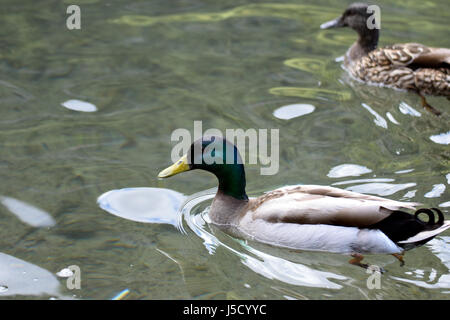 Male and female mallards (Anas platyrhynchos) swimming Stock Photo