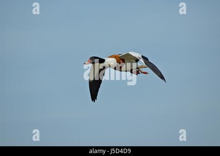 blue lateral one goose firmament sky fly flies flys flying 479 brandgans Stock Photo