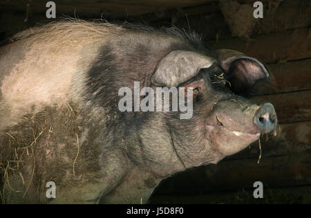 dirt dirty farm animal bristles bristly domestic pig pig pig breeding boar Stock Photo