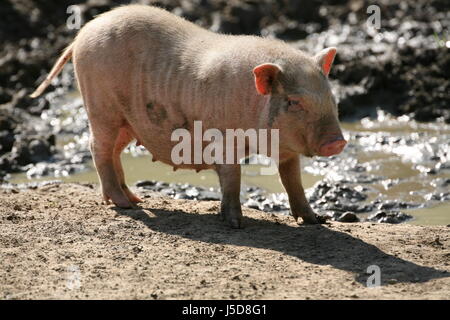 farm animal bristles bristly domestic pig pig pig breeding cute minischwein Stock Photo