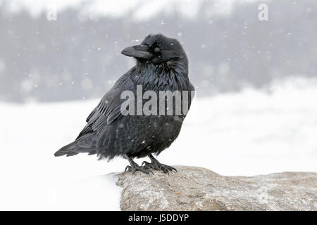 Raven - Corvus corax Stock Photo