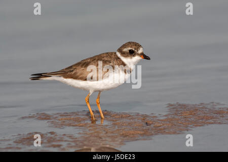 Semipalmated Plover - Charadrius semipalmatus Stock Photo