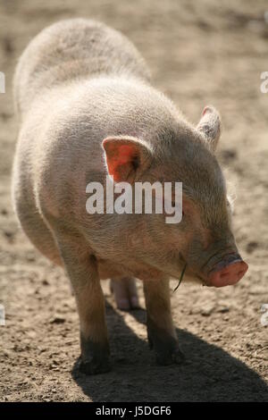 farm animal bristles bristly domestic pig pig pig breeding cute minischwein Stock Photo