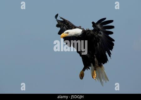 the largest bird of prey iv Stock Photo: 275382050 - Alamy