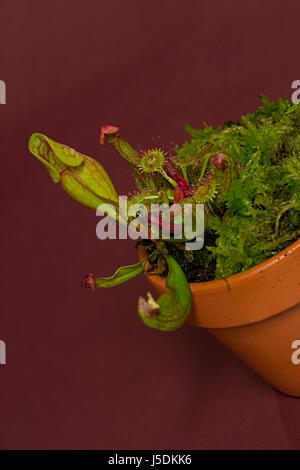 plant drop exotic fen moss hose pot native tear down tubes bog moss tontopf Stock Photo