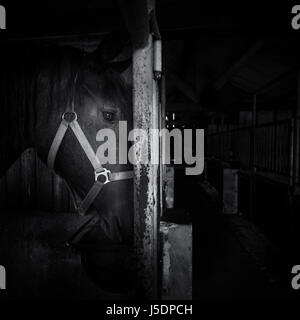 Friesian horse portrait in a dark stable with eye lighting up Stock Photo