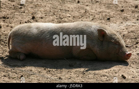 farm animal bristles bristly domestic pig pig pig breeding cute minischwein Stock Photo