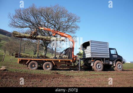 Farmer in South Wales, loading up a flatbed with trees that were toppled in a storm using a mechanical grabber. Stock Photo