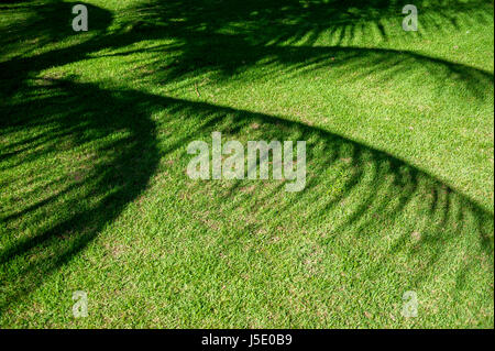 Shadows from the long fronds of palm trees curving across a background of bright green tropical grass Stock Photo