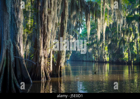 Misty morning swamp bayou scene of the American South featuring bald cypress trees and Spanish moss in Caddo Lake, Texas Stock Photo