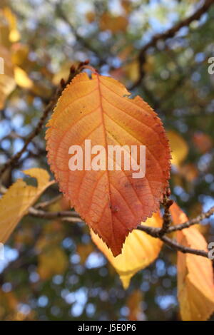 Fall foliage orange color leaf in tree among yellow and green leaves Stock Photo