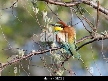European bee eater (Merops apiaster) adult perched on branch of tree in Danube delta, Romania Stock Photo