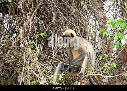 Common gray langur monkey eating from a wild berry tree in forest in Goa, India. Belongs to Semnopithecus Entellus species Stock Photo