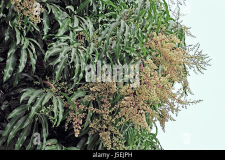 Indian mango tree flowering. The flowering normally starts in December or January. Stock Photo
